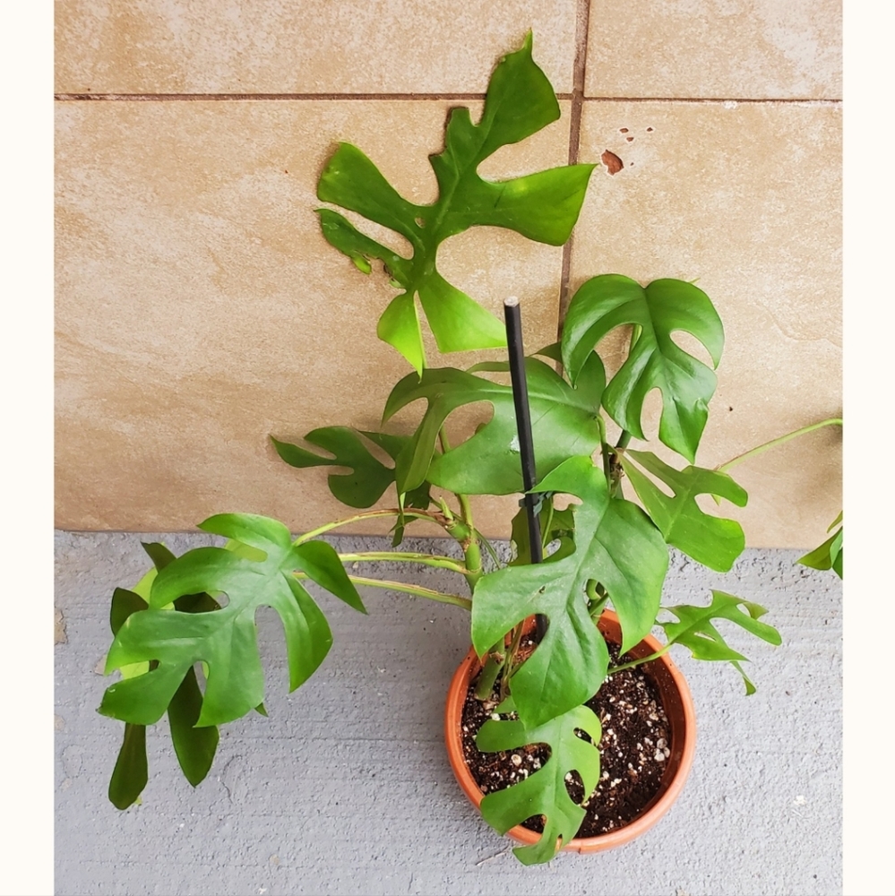 Rhaphidophora Tetrasperma | 4" pot